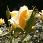 Rose 'Berolina' (Rosa species)