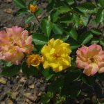 Rose 'Brokat' (Rosa species)