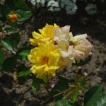 Rose 'Brokat' (Rosa species)