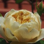 Rose 'Charles Darwin' (Rosa species)