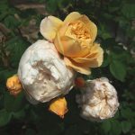 Rose 'Charles Darwin' (Rosa species)