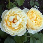 Rose 'Charlotte' (Rosa species)