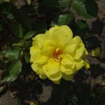 Rose 'Friesia' (Rosa species)
