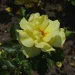 Rose 'Friesia' (Rosa species)