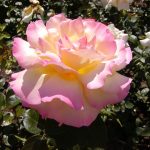 Rose 'Gloria Dei' (Rosa species)