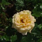 Rose 'Gloria Dei' (Rosa species)