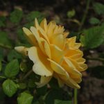 Rose 'Golden Celebration' (Rosa species)