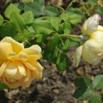 Rose 'Golden Celebration' (Rosa species)