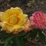 Rose 'Goldmarie 82' (Rosa species)