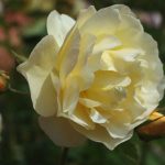 Rose 'Graham Thomas' (Rosa species)