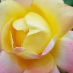 Rose 'Isabelle Autissier' (Rosa species)