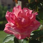 Rose 'Laetitia Casta' (Rosa species)