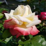 Rose 'Laetitia Casta' (Rosa species)