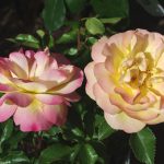 Rose 'Lampion' (Rosa species)