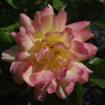 Rose 'Lampion' (Rosa species)