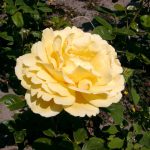 Rose 'Michelangelo' (Rosa species)