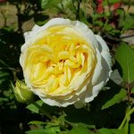 Rose 'My Girl' (Rosa species)