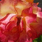 Rose 'Sahara' (Rosa species)