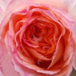 Rose 'Scented Memory' (Rosa species)