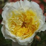Rose 'The Pilgrim' (Rosa species)