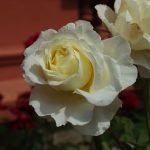 Rose 'The Pilgrim' (Rosa species)