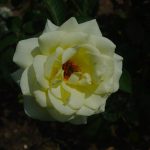 Rose 'Via Mala' (Rosa species)