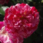 Rose 'Abracadabra' (Rosa species)