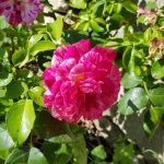Rose 'Abracadabra' (Rosa species)