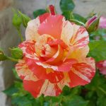 Rose 'Alfred Sisley' (Rosa species)