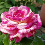 Rose 'Broceliande' (Rosa species)