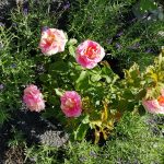 Rose 'Claude Monet' (Rosa species)