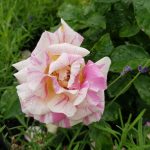 Rose 'Claude Monet' (Rosa species)