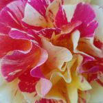 Rose 'Maurice Utrillo' (Rosa species)