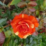 Rose 'Papagena' (Rosa species)