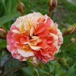 Rose 'Papagena' (Rosa species)