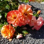 Rose 'Paul Gauguin' (Rosa species)