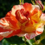Rose 'Paul Gauguin' (Rosa species)
