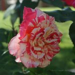 Rose 'Philatelie' (Rosa species)