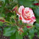 Rose 'Philatelie' (Rosa species)