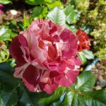 Rose 'Poseidon' (Rosa species)