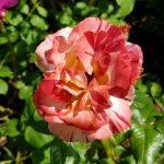 Rose 'Poseidon' (Rosa species)