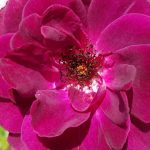 Rose 'Burgundy Ice' (Rosa species)