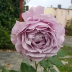 Rose 'Novalis' (Rosa species)