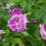 Rose 'Rhapsody in Blue' (Rosa species)