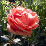 Rose (Rosa species)