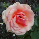 Rose 'Ashram' (Rosa species)