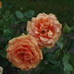 Rose 'Ashram' (Rosa species)