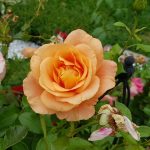 Rose 'Bengali' (Rosa species)