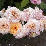 Rose 'Charles Austin' (Rosa species)