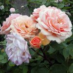 Rose 'Charles Austin' (Rosa species)